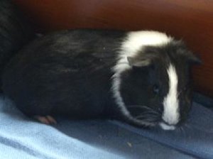 Murnau,neue Meeris 01.jpg