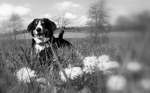 wiesen und felder1.jpg