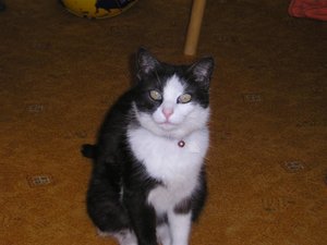 Mietze (64) (Large).JPG