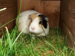 DSCF0004 (Large).JPG