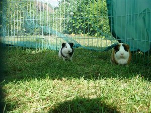 P7230010 (Large) (Medium).JPG