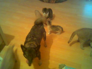 Alisha liebt Katzen.jpg