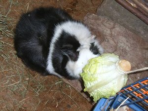 elly mit salatherz.jpg