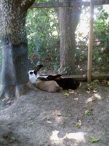 Paula, Kuschel, Molly.JPG