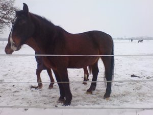 felix best bild klen.JPG