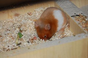 hamsterfotos 083.JPG