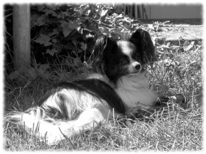 black with alinghi.jpeg