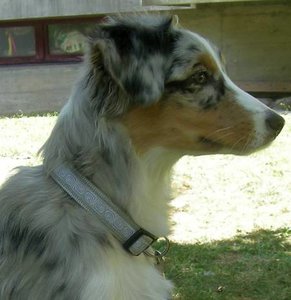 kira-halsband.jpg kira-halsband.jpg