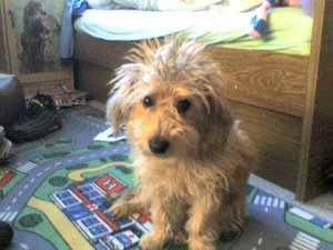 Der Circus Kaiser 004.jpg