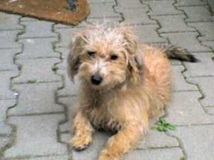 Der Circus Kaiser 008.jpg