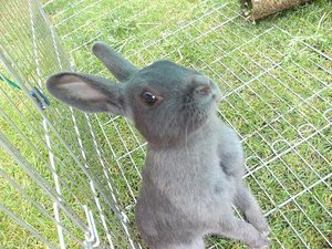 hasi mÃ¤nnchen.JPG