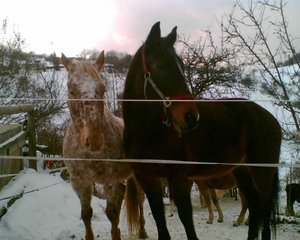 Manu MÃ¤rz 2006 m.jpg