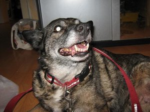 Alisha mit Halsband und Leine.JPG