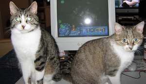 Katerle und Dori.JPG