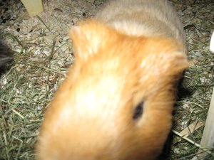 Meerschweine 026.jpg