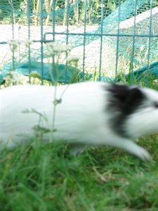 P7230017 (Large).JPG