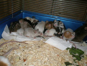 Kuscheln KÃ¤fig.jpg