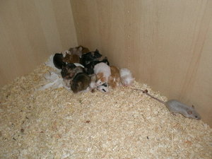 Kuscheln groÃŸer kÃ¤fig.jpg