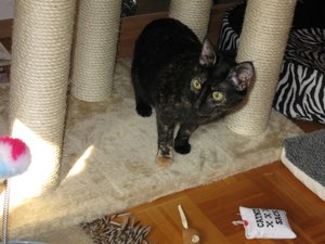 006 - Nyx Kratzbaum.jpg