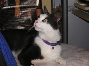 Mietze (110) (Medium).JPG