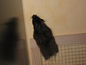 Whoopi klettert 1.JPG