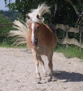 SL371992 - Kopie.JPG