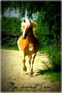 My sweet Sam - Kopie.jpg