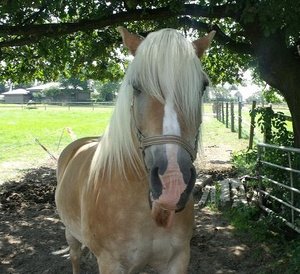 DSCF2161 - Kopie.JPG