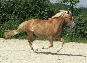 DSCF2077 - Kopie.JPG