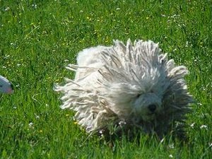 Apaly von Nici 1.jpg