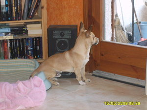 Lupito und Ambar 034.jpg