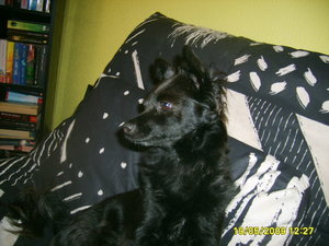 Lupito und Ambar 045.jpg