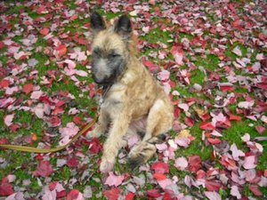 Inka BlÃ¤tter 290909.jpg