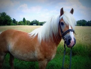 Sam Fotowettbewerb.jpg