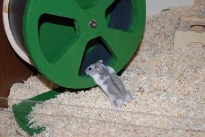 laufradgruen 003.jpg