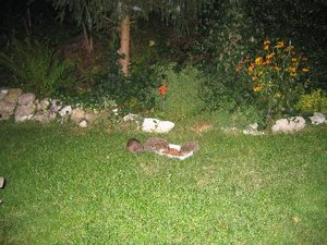 IGEL IM Garten0003.jpg