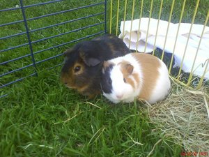 Bilder vom Handy 023.jpg