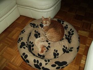 theo im hundekorb.JPG