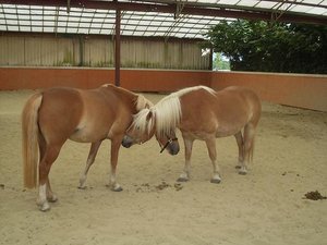 SL380800 - Kopie.JPG