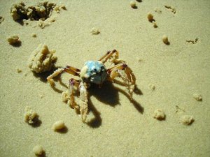 Fraser island 2004.jpg