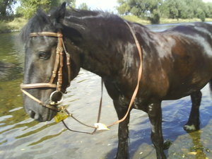 Bruno in der Sieg alleine.JPG