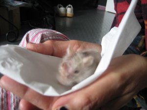 mr jingles besser.jpg