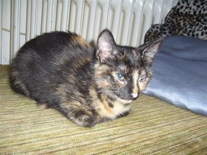 P1030973 (Medium).JPG