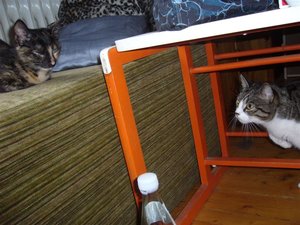 P1030977 (Medium).JPG