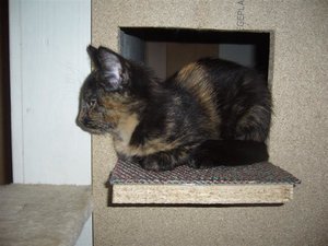 P1030984 (Medium).JPG