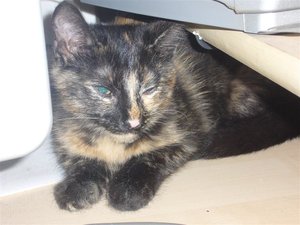 P1030988 (Medium).JPG