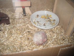 mr jingles schlÃ¤ft.jpg