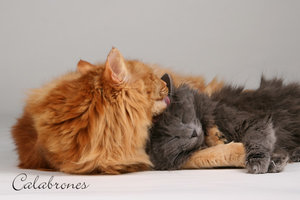 TopoAmi.jpg TopoAmi.jpg