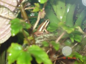 Terrarium 001 [50%] [50%].jpg