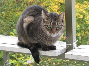 Retchy auf dem Balkon.jpg